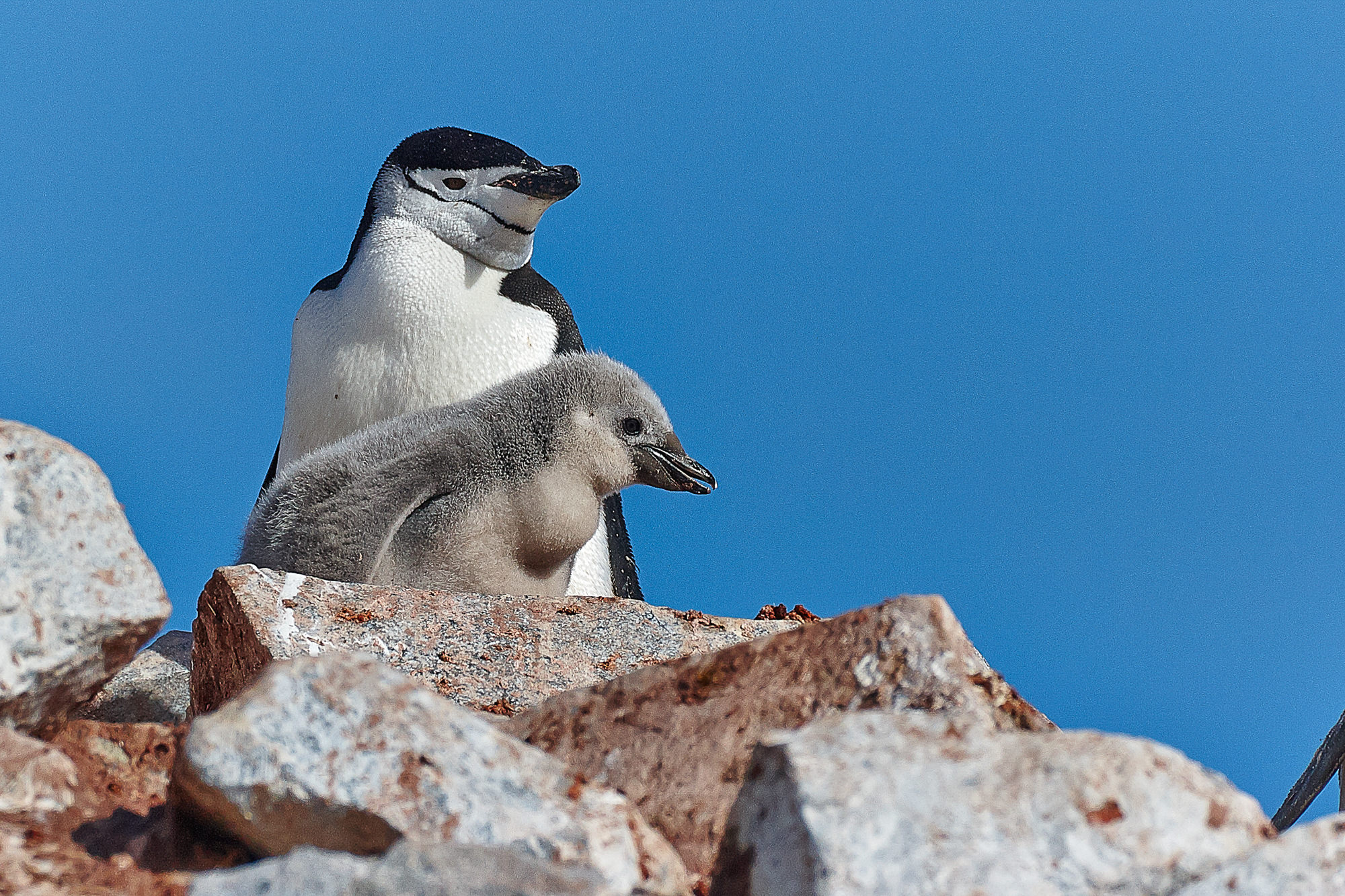 Zügelpinguin mit Küken